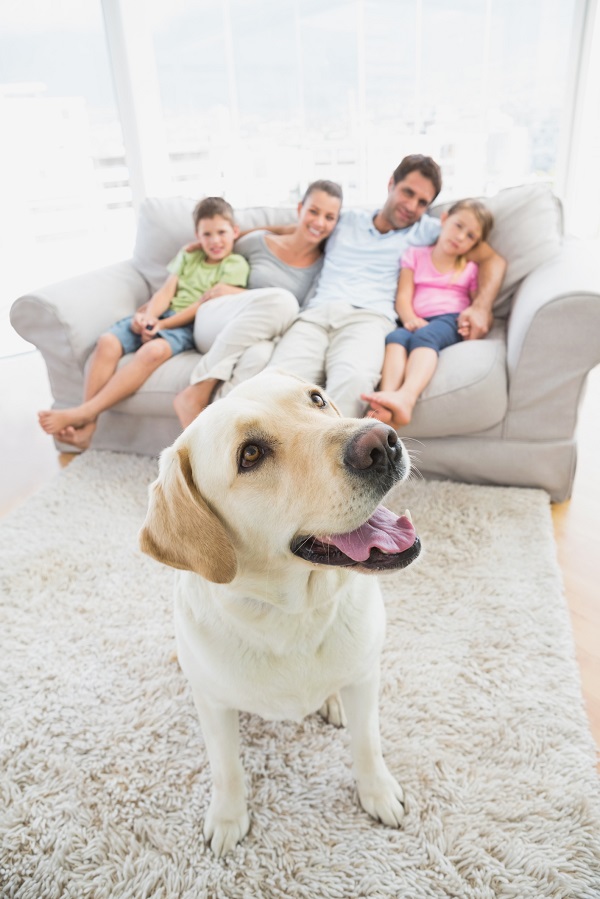 Happy family sitting on couch with their pet yellow labrador on the rug