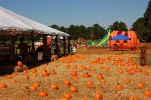 boone-hall-pumpkin-patch