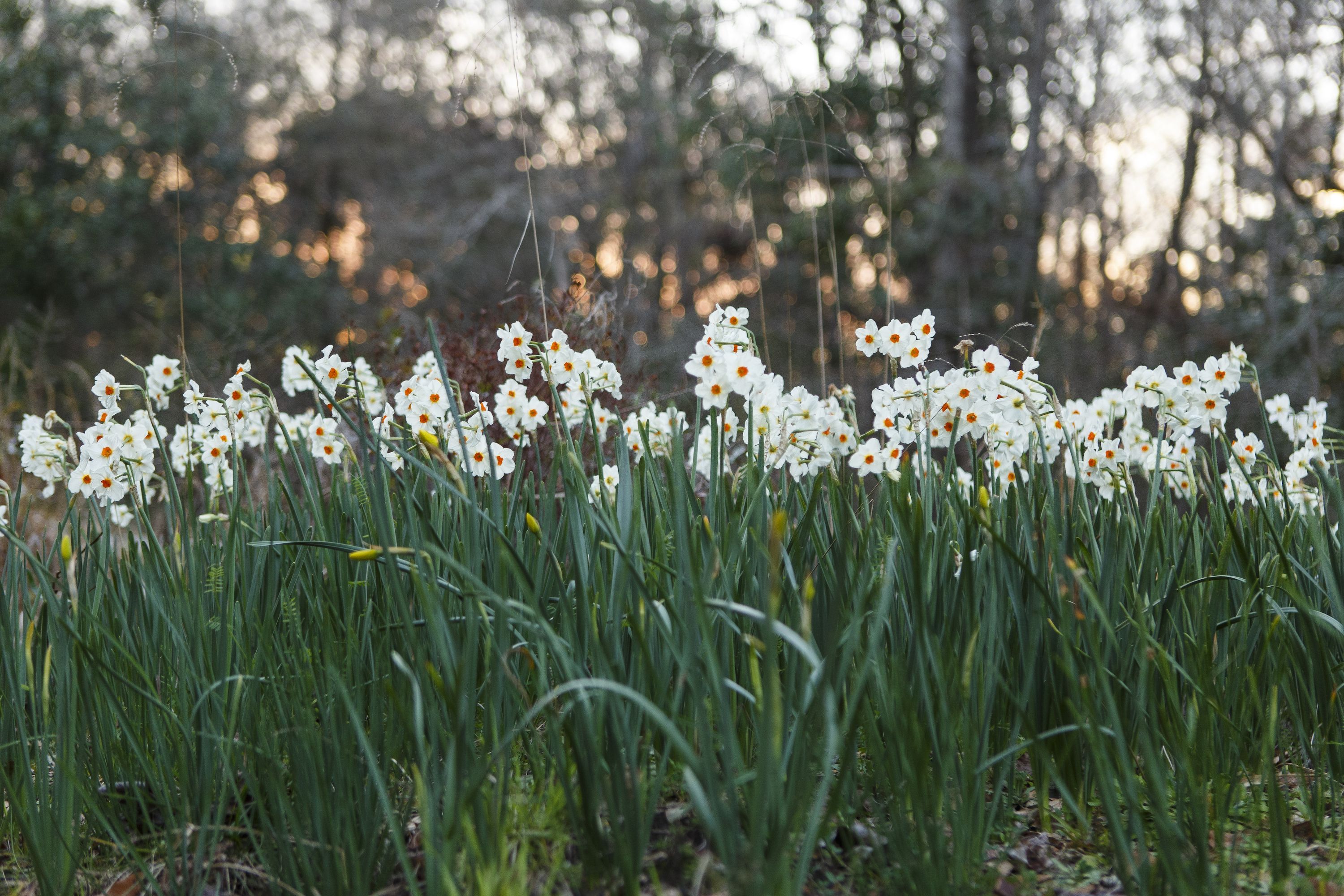 New Crescent Homes winter landscaping flowers