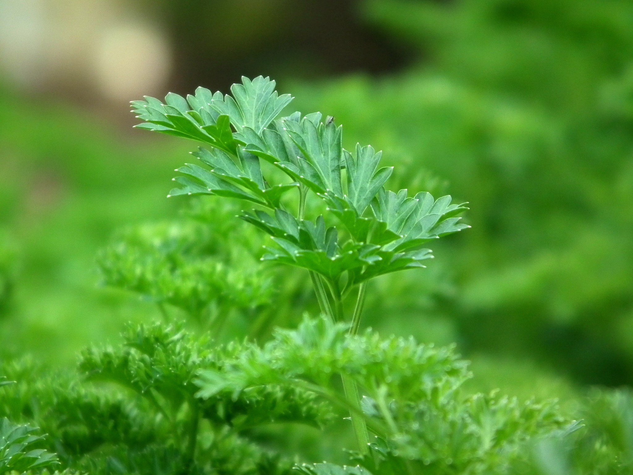 What to plant in March - parsley