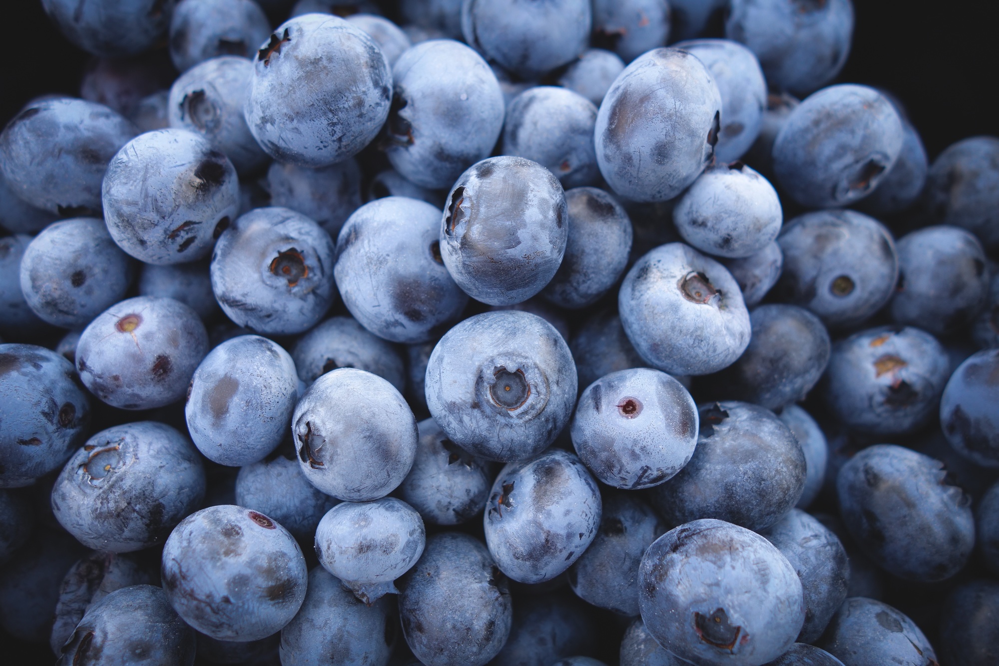 What to plant in March - blueberries