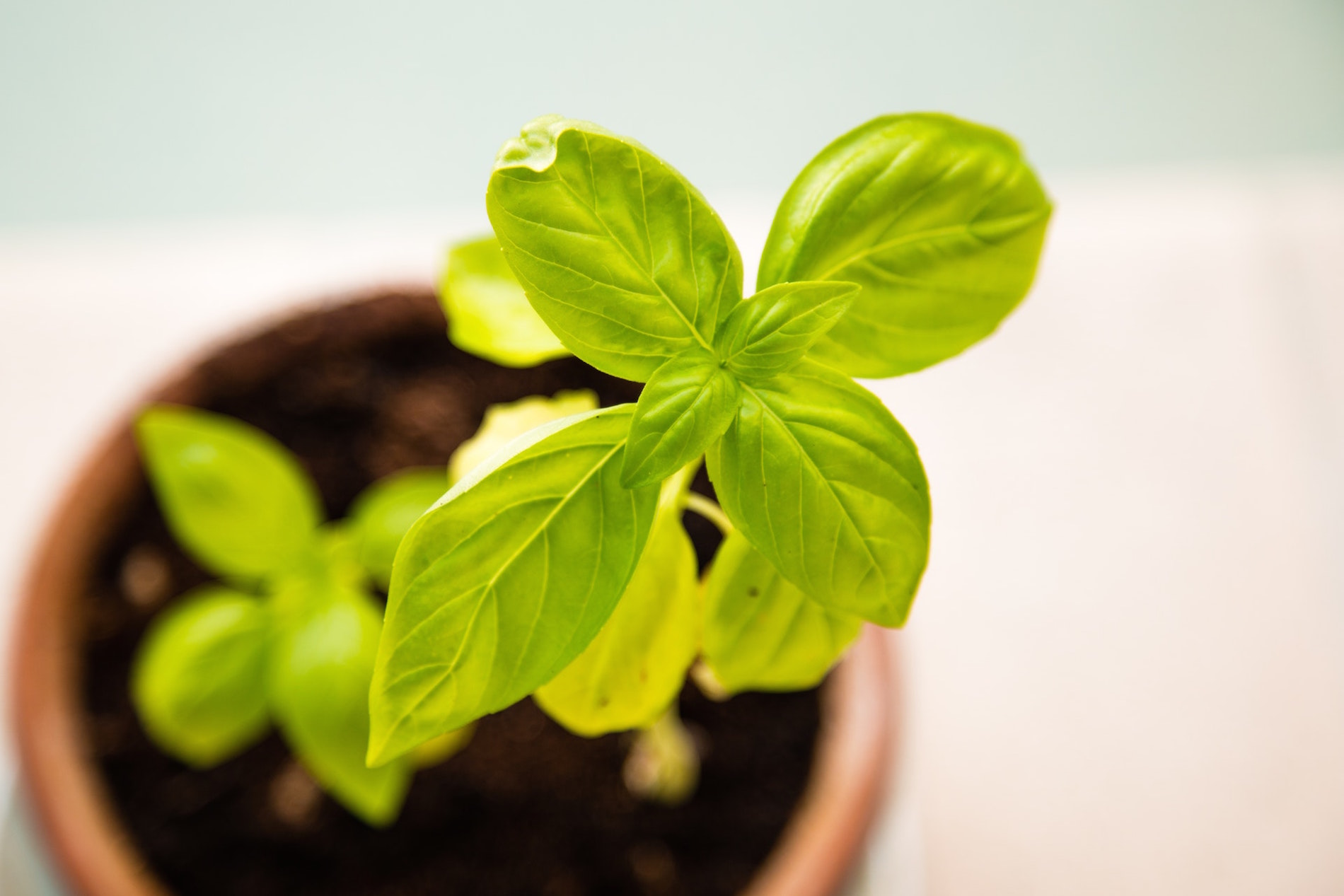 Crescent Homes Fall Gardening Tips: Move Herbs Indoors